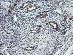 TSC22D1 Antibody in Immunohistochemistry (Paraffin) (IHC (P))