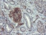 TSC22D1 Antibody in Immunohistochemistry (Paraffin) (IHC (P))