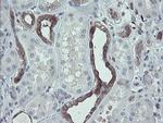 TSC22D1 Antibody in Immunohistochemistry (Paraffin) (IHC (P))