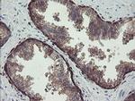 TSC22D1 Antibody in Immunohistochemistry (Paraffin) (IHC (P))