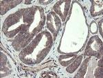 TSC22D1 Antibody in Immunohistochemistry (Paraffin) (IHC (P))