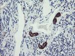TSC22D1 Antibody in Immunohistochemistry (Paraffin) (IHC (P))
