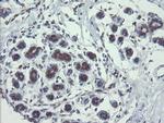 TSC22D1 Antibody in Immunohistochemistry (Paraffin) (IHC (P))