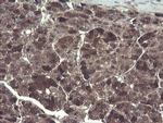 TSC22D1 Antibody in Immunohistochemistry (Paraffin) (IHC (P))