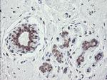 GORAB Antibody in Immunohistochemistry (Paraffin) (IHC (P))