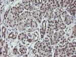 GORAB Antibody in Immunohistochemistry (Paraffin) (IHC (P))