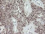 GORAB Antibody in Immunohistochemistry (Paraffin) (IHC (P))