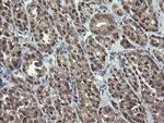 GORAB Antibody in Immunohistochemistry (Paraffin) (IHC (P))