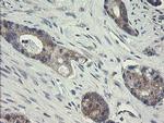 GORAB Antibody in Immunohistochemistry (Paraffin) (IHC (P))