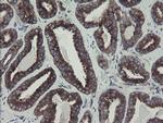 GORAB Antibody in Immunohistochemistry (Paraffin) (IHC (P))