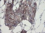 GORAB Antibody in Immunohistochemistry (Paraffin) (IHC (P))