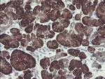 GORAB Antibody in Immunohistochemistry (Paraffin) (IHC (P))