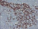 GORAB Antibody in Immunohistochemistry (Paraffin) (IHC (P))