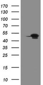 GORAB Antibody in Western Blot (WB)