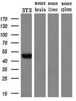 GORAB Antibody in Western Blot (WB)