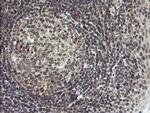 LEPRE1 Antibody in Immunohistochemistry (Paraffin) (IHC (P))