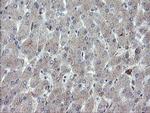 CHN1 Antibody in Immunohistochemistry (Paraffin) (IHC (P))