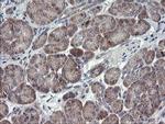 CHN1 Antibody in Immunohistochemistry (Paraffin) (IHC (P))