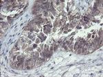 CHN1 Antibody in Immunohistochemistry (Paraffin) (IHC (P))