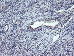 CHN1 Antibody in Immunohistochemistry (Paraffin) (IHC (P))