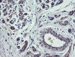 CHN1 Antibody in Immunohistochemistry (Paraffin) (IHC (P))