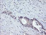 CHN1 Antibody in Immunohistochemistry (Paraffin) (IHC (P))