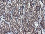 CHN1 Antibody in Immunohistochemistry (Paraffin) (IHC (P))