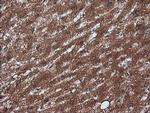 Rhotekin Antibody in Immunohistochemistry (Paraffin) (IHC (P))