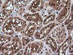 Rhotekin Antibody in Immunohistochemistry (Paraffin) (IHC (P))