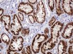 alpha Amylase 2B Antibody in Immunohistochemistry (Paraffin) (IHC (P))