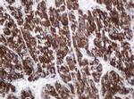 alpha Amylase 2B Antibody in Immunohistochemistry (Paraffin) (IHC (P))