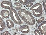 PHF7 Antibody in Immunohistochemistry (Paraffin) (IHC (P))