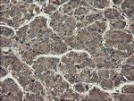 PHF7 Antibody in Immunohistochemistry (Paraffin) (IHC (P))