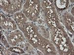 PHF7 Antibody in Immunohistochemistry (Paraffin) (IHC (P))