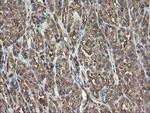 PHF7 Antibody in Immunohistochemistry (Paraffin) (IHC (P))