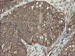 PHF7 Antibody in Immunohistochemistry (Paraffin) (IHC (P))