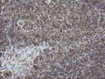 PHF7 Antibody in Immunohistochemistry (Paraffin) (IHC (P))