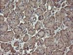 PHF7 Antibody in Immunohistochemistry (Paraffin) (IHC (P))