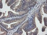 PHF7 Antibody in Immunohistochemistry (Paraffin) (IHC (P))