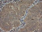 PHF7 Antibody in Immunohistochemistry (Paraffin) (IHC (P))