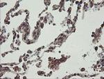 PHF7 Antibody in Immunohistochemistry (Paraffin) (IHC (P))