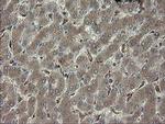 PHF7 Antibody in Immunohistochemistry (Paraffin) (IHC (P))