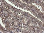 PHF7 Antibody in Immunohistochemistry (Paraffin) (IHC (P))