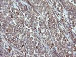PHF7 Antibody in Immunohistochemistry (Paraffin) (IHC (P))