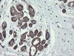 PHF7 Antibody in Immunohistochemistry (Paraffin) (IHC (P))