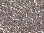 PHF7 Antibody in Immunohistochemistry (Paraffin) (IHC (P))