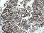 PHF7 Antibody in Immunohistochemistry (Paraffin) (IHC (P))