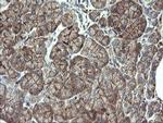 PHF7 Antibody in Immunohistochemistry (Paraffin) (IHC (P))