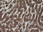 REEP5 Antibody in Immunohistochemistry (Paraffin) (IHC (P))