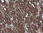 REEP5 Antibody in Immunohistochemistry (Paraffin) (IHC (P))